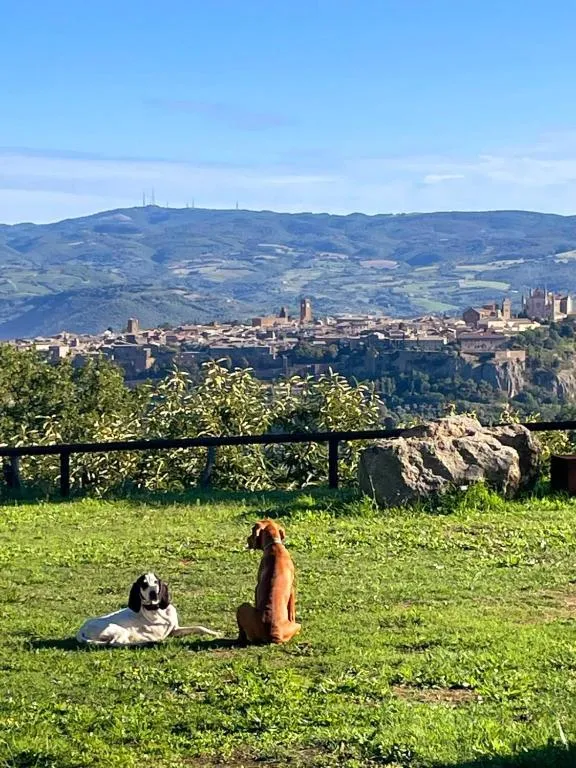 Affaccio su Orvieto — foto 36